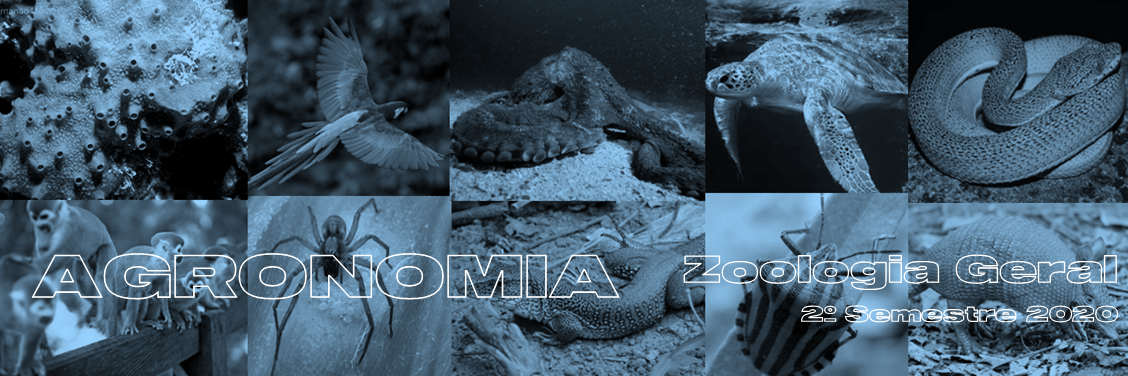 Course Image EAG02-A - ZOOLOGIA GERAL