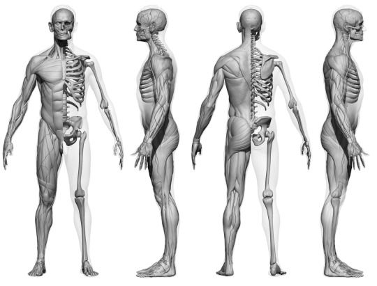 Course Image TE-MDI/XIV - ANATOMIA E FISIOLOGIA HUMANA